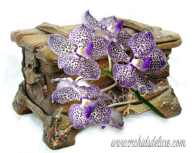 Orchid's Secret Box #3
